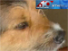 Cãozinho late muito para salvar a vida de dono diabético