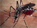 Brasil cria inseticida biológico que mata as larvas do mosquito