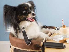Seu cão é parte da família? Então ele já pode se sentar à mesa de jantar