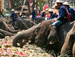 Dia nacional do elefante tem refeição especial para os bichos