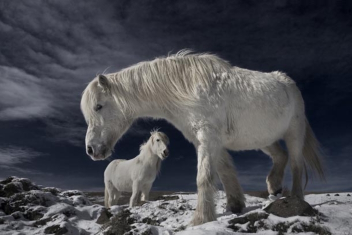 cavalos-islandia-g-20091209