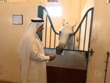 Sheik faz 'hotel de luxo' para cavalos