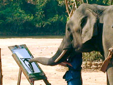 Quadro de elefante sai por até R$ 35 mil
