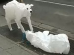 Chamando a atenção para o meio ambiente