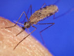 Cientistas agora caçam mosquitos através de satélite